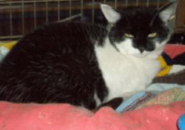 Montys Moggies.jpeg Montys Moggies.jpeg